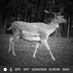 Outdoor WIFI APP 4K/2.7K 36MP/24MP Trail Camera Wildlife Infrared Night Vision Motion Activated IP65 Trap Game Cam Waterproof